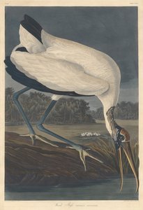 ウッドアイビス、1834